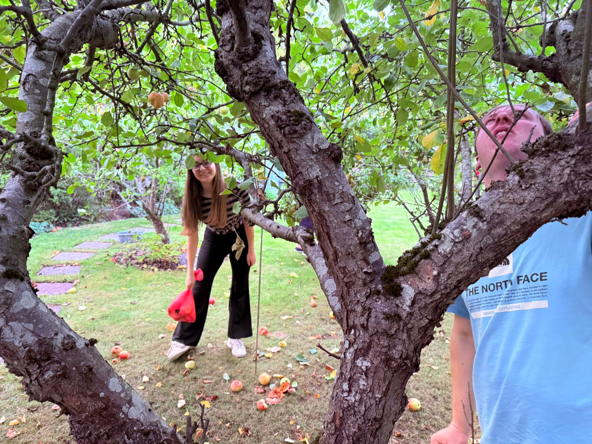 A pair picking pears..